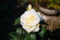 Blooming white rose in garden on sunny day outdoors. Close-up beautiful flower, spring time Royalty Free Stock Photo
