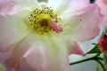 Blooming white rose with pink-tinged petals