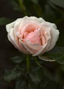 A blooming white rose with a soft pink tint on the inside