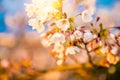 Blooming white sakura close up in Japan