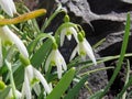 Blooming white snowdrops