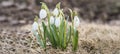 Blooming white snowdrops.The concept of the onset of spring Royalty Free Stock Photo