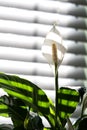 Blooming white spathiphyllum flower and  leafs with shadows from shades in background.Backlight. Peace Lily Royalty Free Stock Photo