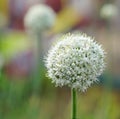 Blooming white spring onion flower in garden Royalty Free Stock Photo