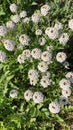 Blooming white Sweet Alyssum flowers Royalty Free Stock Photo