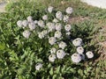 Blooming white Sweet Alyssum flowers Royalty Free Stock Photo