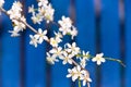 Blooming white tree in spring Royalty Free Stock Photo