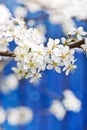 Blooming white tree in spring Royalty Free Stock Photo