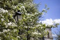 Blooming white trees on the background of the old city of Lviv and a street lamp Royalty Free Stock Photo