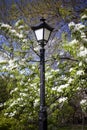 Blooming white trees on the background of the old city of Lviv and a street lamp Royalty Free Stock Photo