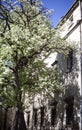 Blooming white trees on the background of the city of Lviv and a street lamp Royalty Free Stock Photo