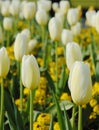 Blooming white tulip
