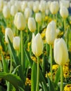 Blooming white tulip