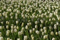 Blooming white tulip field Royalty Free Stock Photo