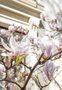 Magnolia tree in bloossom. Royalty Free Stock Photo