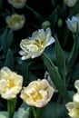 Blooming White Tulips with Bokeh Background. Tulips form a genus of spring-blooming perennial herbaceous bulbiferous geophytes.