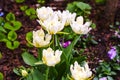 Blooming white tulips with colorful floral background. Festive romantic photo for poster, print, wedding, invitation card, nature