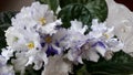 Blooming white uzambara violet. Saintpaulia. Flowering indoor plants.