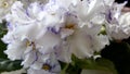 Blooming white uzambara violet. Saintpaulia. Flowering indoor plants.