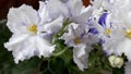 Blooming white uzambara violet. Saintpaulia. Flowering indoor plants.