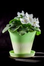 Blooming white violet flowerpot close up Royalty Free Stock Photo