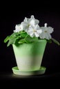 Blooming white violet flowerpot close up Royalty Free Stock Photo