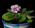 Blooming white-violet flowers African violet. Royalty Free Stock Photo