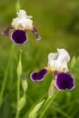 Blooming white-violet iris flower close up