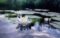 Kvetoucí bílý voda v rybník 
