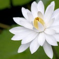 Blooming White Water Lily Flower Royalty Free Stock Photo