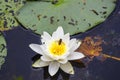 Blooming White water lily flower with an insect Royalty Free Stock Photo