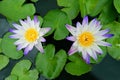 Flowering white waterlilies with purple tips and floating lilypads in a pond