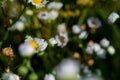 Blooming White Wild Daisy Flowers in the prairie field of the sanctuary park. Asteraceae family Royalty Free Stock Photo