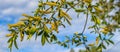 Blooming white willow branch against the blue sky. Royalty Free Stock Photo