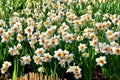 Blooming white yellow daffodils in field