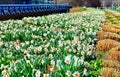 Blooming white yellow daffodils in garden