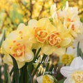 Blooming white and yellow daffodils. Selective focus. Spring March postcard concept Royalty Free Stock Photo