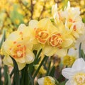 Blooming white and yellow daffodils. Selective focus. Spring postcard concept or background Royalty Free Stock Photo