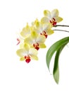 A blooming white yellow red orchid of genus phalaenopsis isolated on white background Royalty Free Stock Photo