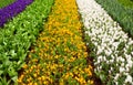 Blooming white, yellow and violet crocuses and buds of daffodils and tulips on flowerbed in in Keukenhof, Netherlands. Famous