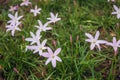 A blooming white Zephyranthes (Rain Lily) flower on blurred natural green background