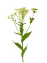 Blooming whitetop or hoary cress, Lepidium draba
