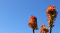 Blooming Wild Aloe vera With Clean Blue Sky Royalty Free Stock Photo