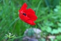 Blooming wild anemone (lat.- A. coronaria) in the meadow