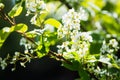 Blooming wild aplle tree in the garden