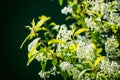 Blooming wild aplle tree in the garden