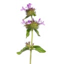 Blooming wild basil plant, Clinopodium vulgare