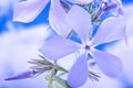 Blooming the wild blue phlox, or woodland phlox, or wild sweet william Royalty Free Stock Photo