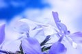 Blooming the wild blue phlox, or woodland phlox, or wild sweet william Royalty Free Stock Photo