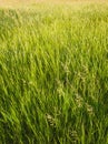 Blooming wild bromus madritensis, foxtail brome plants, on a picturesque summer meadow. Different greening herb, vertical shot. Royalty Free Stock Photo